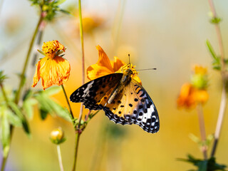 Tropical fritillary butterfly on golden cosmos 13