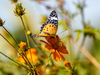 Tropical fritillary butterfly on golden cosmos 16