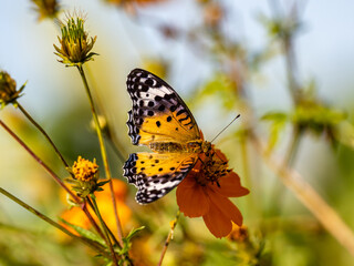 Tropical fritillary butterfly on golden cosmos 17
