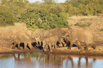 Afrikanischer Elefant / African elephant / Loxodonta africana.