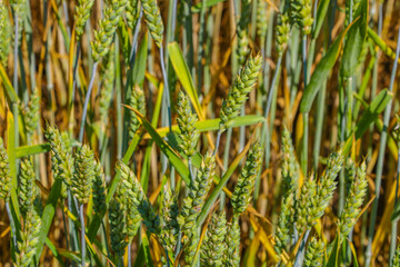Ears of wheat or barley, green field, nature background.
