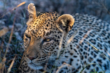 Leopard (Panthera pardus) in the Timbavati Reserve, South Africa