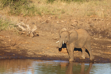Obraz na płótnie Canvas Afrikanischer Elefant / African elephant / Loxodonta africana.