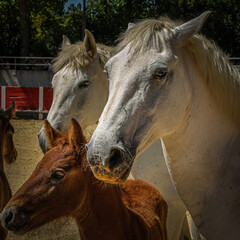 Chevaux en famille