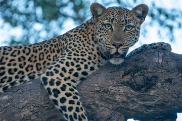 Leopard (Panthera pardus) in the Timbavati Reserve, South Africa