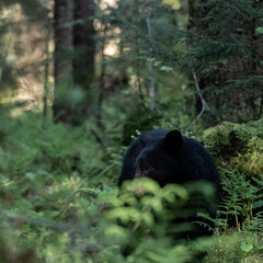 Fototapeta premium Side Profile of Black Bear