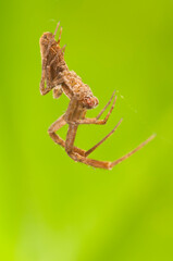 Feather-legged lace weaver (Uloborus plumipes), Liguria, Italy.