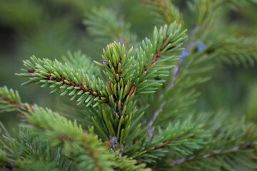 Fototapeta premium Fir branche as a close up against a green background