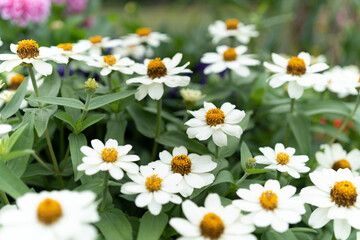 Fototapeta premium Flowers