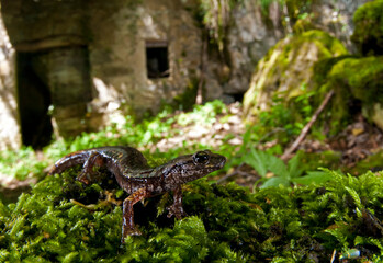 North-west italian cave salamander (Hydromantes strinatii)