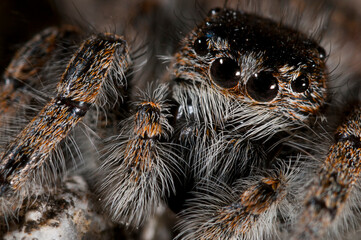 A jumping spider (Philaeus chrysops) female portrait, Liguria, Italy.