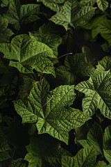 Green leaves in dark background.Tropical leaves forest wallpaper