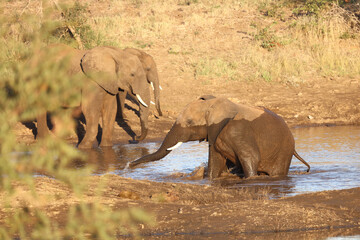 Afrikanischer Elefant / African elephant / Loxodonta africana