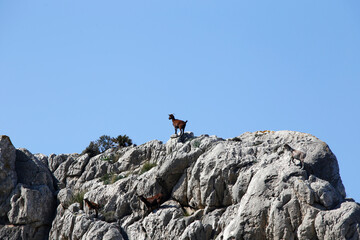 Bergziegen in den Bergen von Pollenca. Serra de Tramuntana, Balearen, Mallorca, Spanien, Europa  --
Mountain goats in the mountains of Pollenca. Serra de Tramuntana, Balearic Islands, Mallorca, Spain