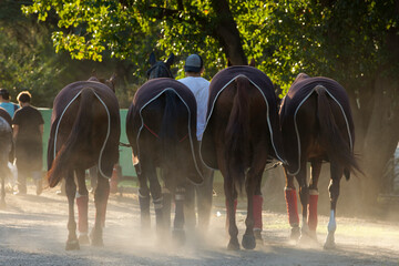 petisero llevando de tiro a los caballos despues de un partido de polo © Santa001