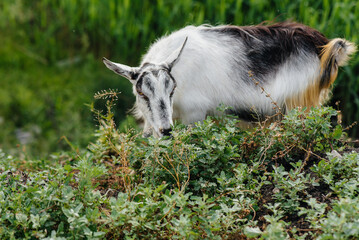 Obraz premium Young curious goat close-up on the green grass. Cattle grazing, animal husbandry