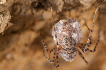 Spitting spider (Scytodes thoracica) female with juveniles.