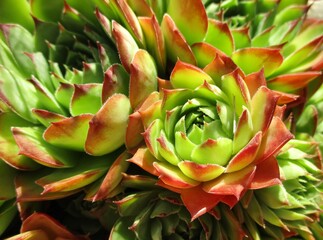 Rosettes de  joubarbe des toits (Sempervivum tectorum) 