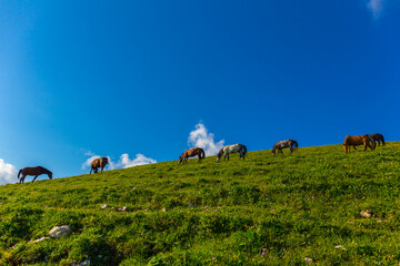 Obraz premium Scenery mountain landscape at Caucasus mountains with horses