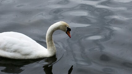 Cute swan floating on a pond
