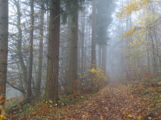 Brouillard forêt 2