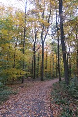 Kurviger Waldweg im Herbst in Stuttgart