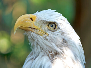 Bald eagle (Haliaeetus leucocephalus)