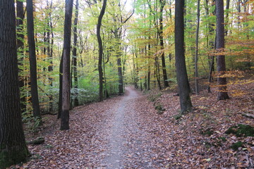 Weg im Schurwald in Stuttgart im Herbst