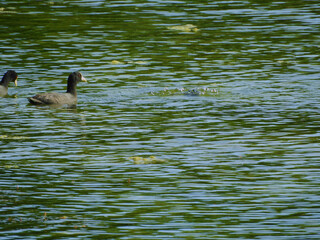 patos en los lagos de palermo