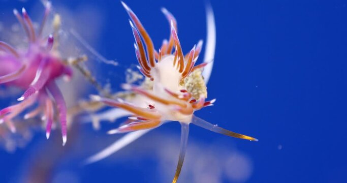 nudibranch flabellina nudi branch nudybranch  underwater slug ocean scenery