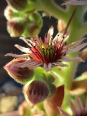  Flowers and flower buds of common houseleek ( Sempervivum tectorum)
