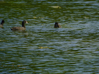 patos en los lagos de palermo