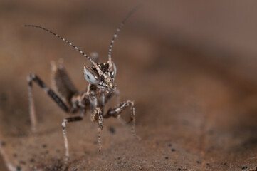 European dwarf mantis (Ameles spallanzania) juvenile, Italy.