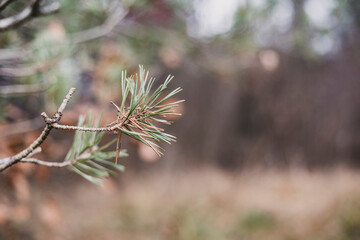 Lone pine branch on an autumn day