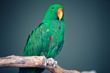 parrot on a branch