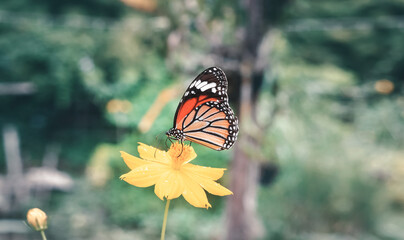 butterfly on flower - 396160992