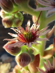 Fleurs et des boutons floraux de joubarbe des toits (Sempervivum tectorum) 