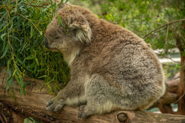 Fluffy koala on eucalyptus tree in Australia