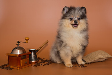 Spitz Merlin puppy  and coffee accessories