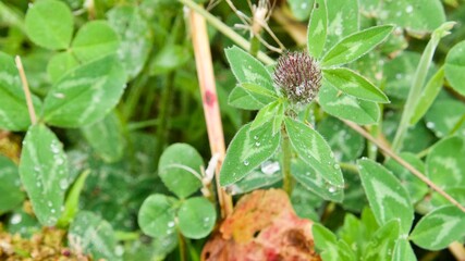 Close up of three leaved clovers with a bloom on a meadow