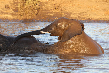 Afrikanischer Elefant / African elephant / Loxodonta africana