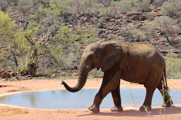 African Elephant at Waterhole in bush