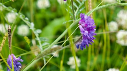 Purple flowers on a lush beautiful meadow after rain