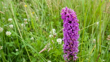 Unique beautiful purple flower on lush green meadow