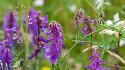 Purple flowers on a lush beautiful meadow after rain