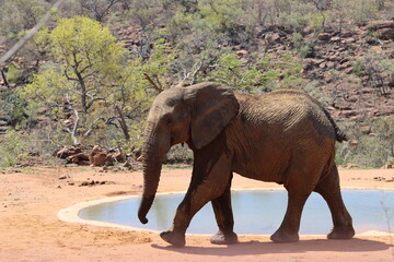 African Elephant at Waterhole in bush