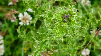 Small unopened bulbs of thistle flowers with spiky leaves on a vibrant green meadow