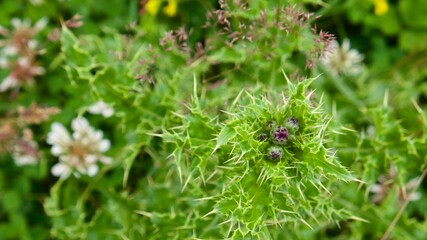 Small unopened thistle flowers with spiky leaves on a vibrant green meadow