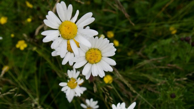 Close up photos of daisies on a green lush meadow