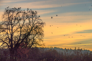 Krähen auf Baum nach Sonnenuntergang